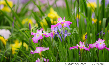 Tokai City Oike Park Iris Garden 127297800