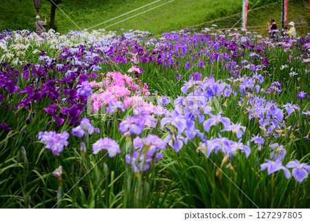 Tokai City Oike Park Iris Garden 127297805