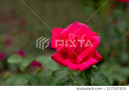 Maria Callas, Rose of May Maria Callas, Rose of May 127297839