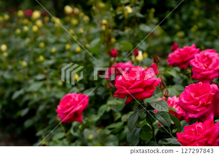Maria Callas, Rose of May Maria Callas, Rose of May 127297843