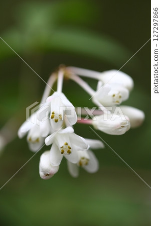 Honeybee flower 127297866