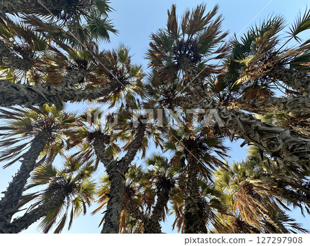 Unusual Doum palm or Gingerbread Tree (lat.- Hyphaene) with a branched trunk Unusual Doum palm or Gingerbread Tree (lat.- Hyphaene) with a branched trunk 127297908