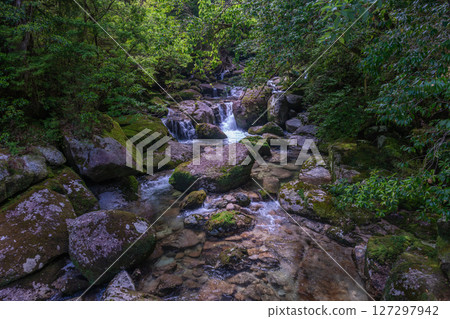 Yakushima Yakusugi Land: A valley where sunlight filters through the trees and gods reside (July 127297942