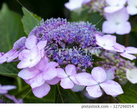 Purple hydrangea in full bloom 127298054