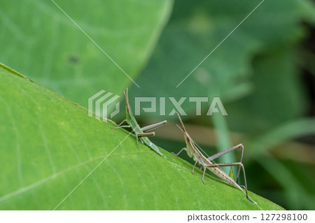 Lepidoptera litura 127298100