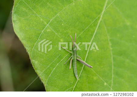 Lepidoptera litura 127298102