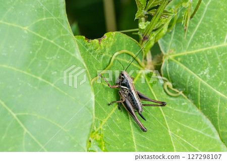 Larva of the Japanese bush warbler (female) Larva of the Japanese bush warbler (female) 127298107