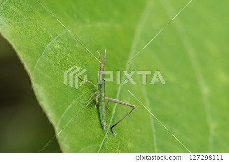 Lepidoptera litura Lepidoptera litura 127298111