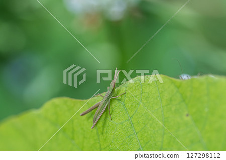 Lepidoptera litura 127298112