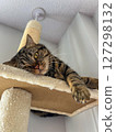 Cute tabby Scottish Straight marble tabby cat relaxing on a cat scratching tower at home 127298132