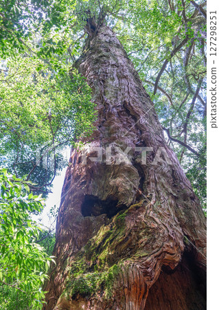 屋久島屋久杉樂園：美麗的屋久杉樹（7月） 127298251