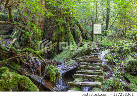 Yakushima Yakusugi Land: Japan's most beautiful moss forest (July) Yakushima Yakusugi Land: Japan's most beautiful moss forest (July) 127298301