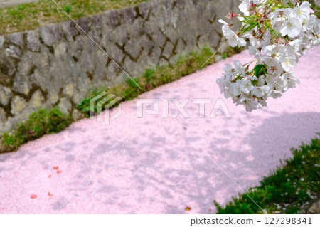 Philosopher's Path and Flower Raft Philosopher's Path and Flower Raft 127298341