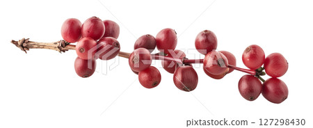 Coffee beans on branch isolated on white background png transparent clipart. Coffee beans on branch isolated on white background png transparent clipart. 127298430