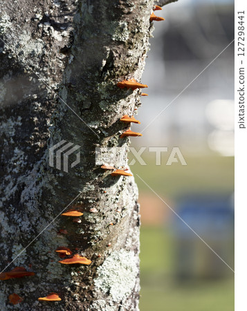 Hiirotake mushroom growing on a tree in the park 127298441