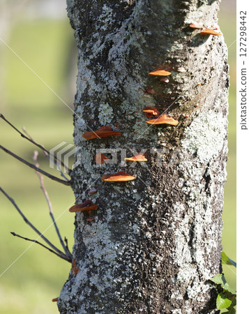 Hiirotake mushroom growing on a tree in the park 127298442