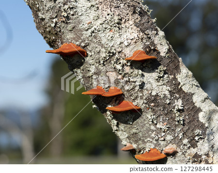 Hiirotake mushroom growing on a tree in the park 127298445