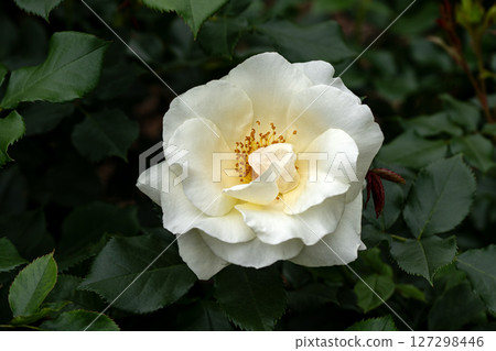 May Rose, White Magic May Rose, White Magic 127298446