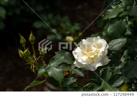 五月玫瑰，白魔法 127298449