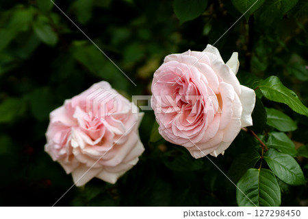 五月玫瑰，我的花園 127298450