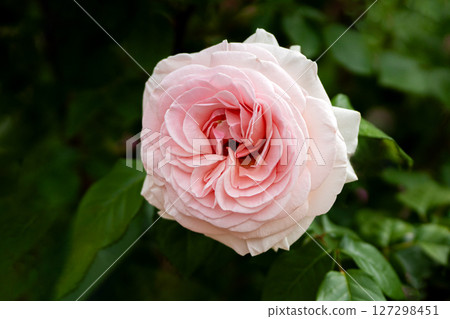 May Roses, My Garden May Roses, My Garden 127298451