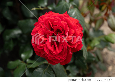 Rose of May, Mallorca Rose of May, Mallorca 127298452