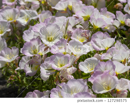 Pink Hiruzatsukimisou flowers blooming along the promenade Pink Hiruzatsukimisou flowers blooming along the promenade 127298575