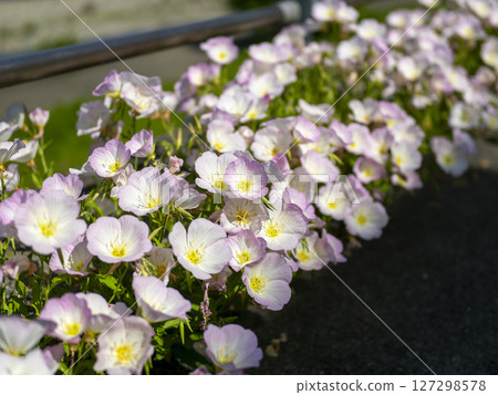 Pink Hiruzatsukimisou flowers blooming along the promenade 127298578