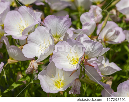 Pink Hiruzatsukimisou flowers blooming along the promenade 127298591