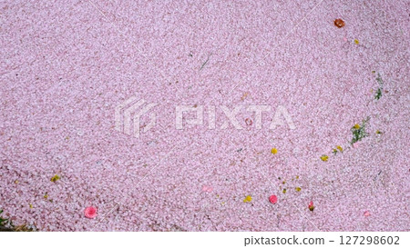 Flower raft background material on the Philosopher's Path 127298602