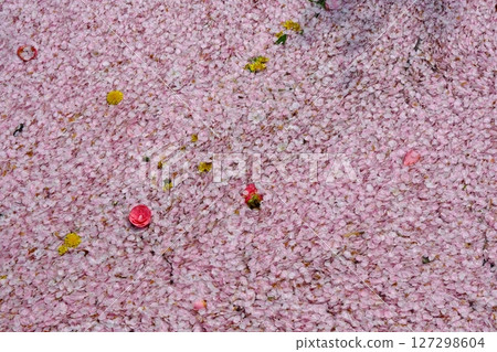 哲學之路的花筏背景素材 哲學之路的花筏背景素材 127298604