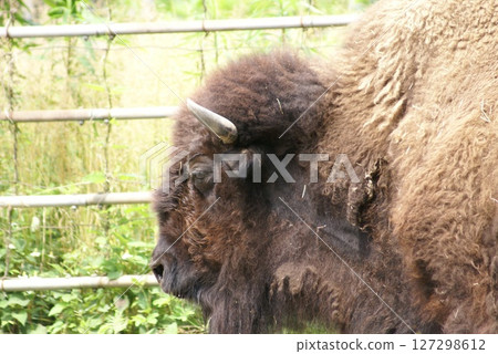美洲野牛 127298612