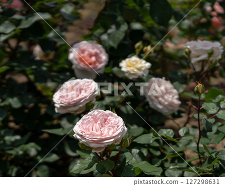 May Rose, Marchenzauber May Rose, Marchenzauber 127298631