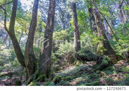 屋久島屋久杉樂園：陽光透過樹木和屋久杉森林（9月） 127298671