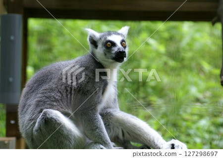 金剛狼狐猴 127298697