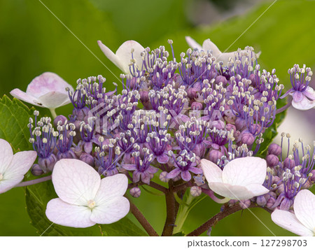 Purple forehead hydrangea flower 127298703