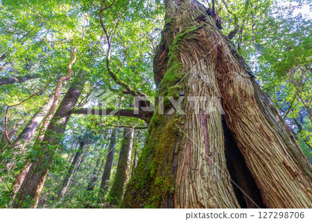 屋久島屋久杉樂園:陽光透過樹木和屋久杉森林(9月) 屋久島屋久杉樂園:陽光透過樹木和屋久杉森林(9月) 127298706