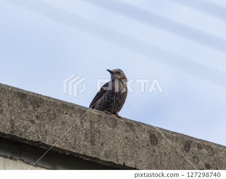 A brown-eared bulbul perched on the bank 127298740