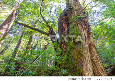 Yakushima Yakusugi Land: Sunlight filtering through the trees and the Yakusugi forest (September) 127298743