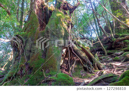 屋久島屋久杉樂園：陽光透過樹木和屋久杉森林（9月） 127298810