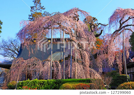 Itosakura flowers blooming in the grounds of Jionji Temple 127299060