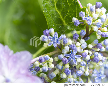 Hydrangea flowers wet with rain 127299165