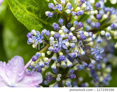 Hydrangea flowers wet with rain Hydrangea flowers wet with rain 127299166