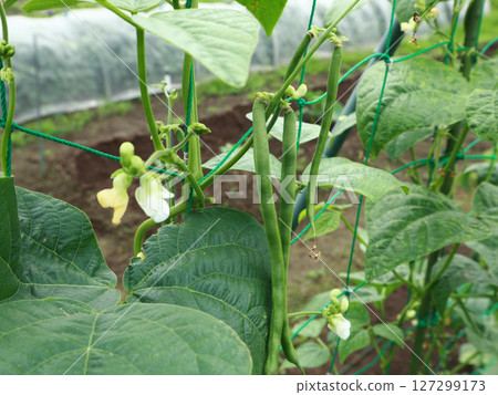 Cultivation of green beans Cultivation of green beans 127299173