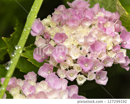 pink hydrangea wet in the rain 127299192