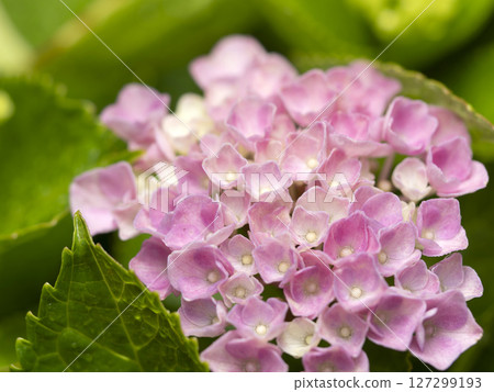 pink hydrangea wet in the rain 127299193