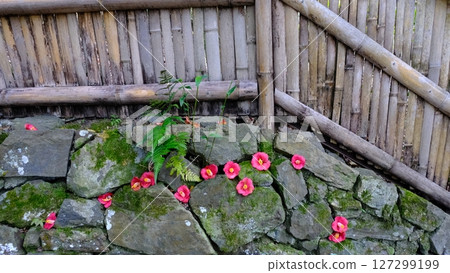 Japanese image material of fallen camellias and bamboo fences Japanese image material of fallen camellias and bamboo fences 127299199