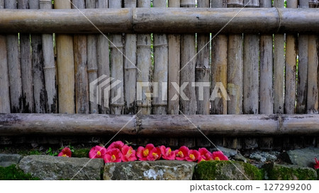 Japanese image material of fallen camellias and bamboo fences Japanese image material of fallen camellias and bamboo fences 127299200