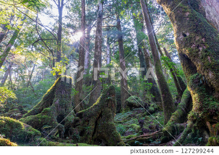 屋久島屋久杉樂園:陽光透過樹木和屋久杉森林(十月 屋久島屋久杉樂園:陽光透過樹木和屋久杉森林(十月 127299244