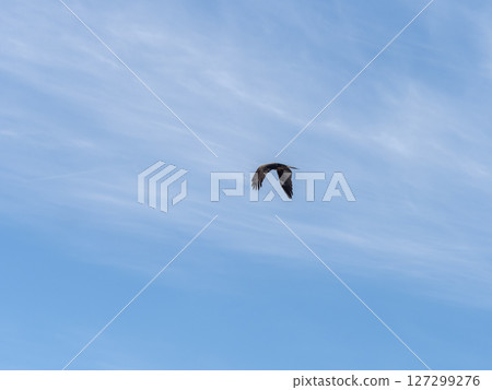 在藍天的風箏飛行 127299276